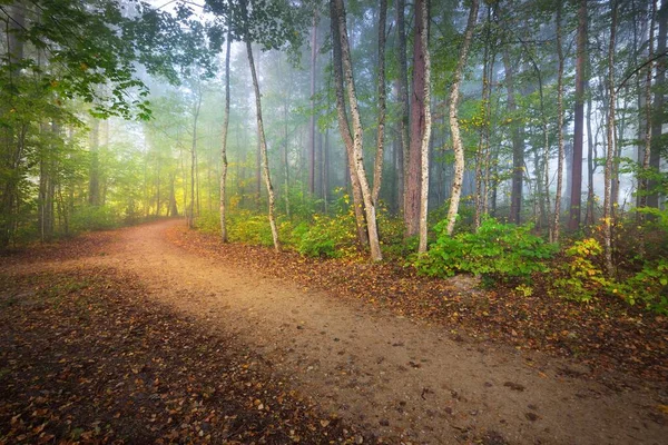 Pathway Door Het Bos Een Mysterieuze Ochtendmist Natuurlijke Tunnel Van — Stockfoto