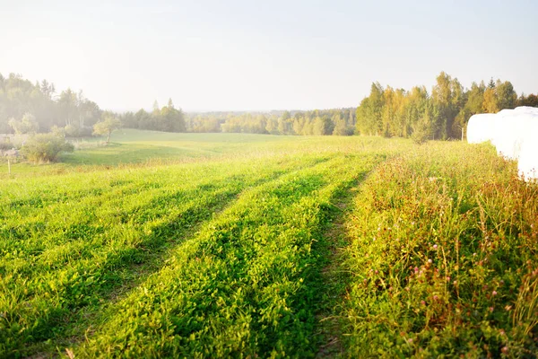 Campo Agrícola Verde Floresta Pôr Sol Trator Rastreia Close Cena — Fotografia de Stock