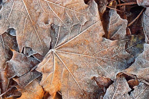 Forest Floor Brown Maple Leaves Covered Crystal Clear Hoarfrost Texture — Stock Photo, Image