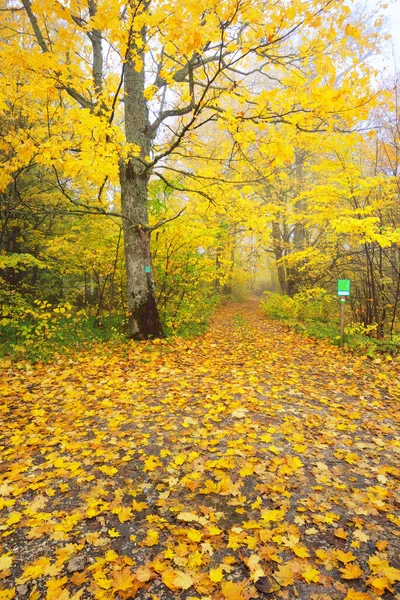 공원의 통로에서 바라본 풍경이다 형형색색의 노란색 오렌지색 잎들이 바닥에 황금색의 — 스톡 사진