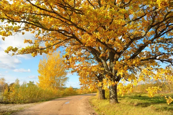 Country road through the green fields and golden deciduous trees (oak, maple, birch). Clear blue sky. Autumn colors. Idyllic rural scene. Seasons, fall, nature, ecotourism, logistics, distance