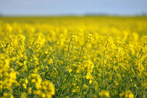 Blooming Yellow Rapeseed Field Clear Blue Sky Latvia Idyllic Rural — Stock Photo, Image