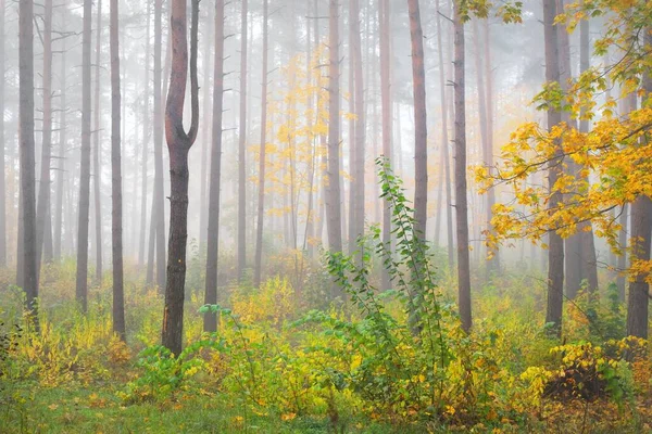 Paysage Atmosphérique Forêt Feuilles Persistantes Dans Brouillard Lever Soleil Pin — Photo