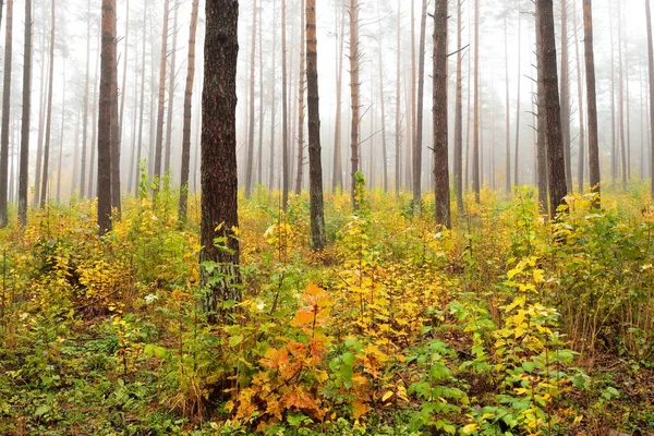 Paesaggio Atmosferico Della Foresta Sempreverde Una Nebbia All Alba Pini — Foto Stock