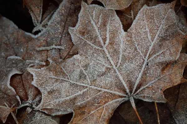 Forest Floor Brown Golden Maple Leaves Covered Crystal Clear Hoarfrost — Stock Photo, Image