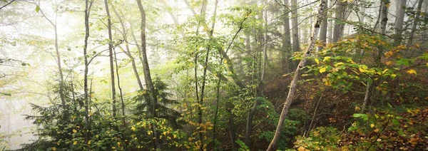 Paysage Panoramique Des Collines Forestières Dans Brouillard Lever Soleil Lumière — Photo