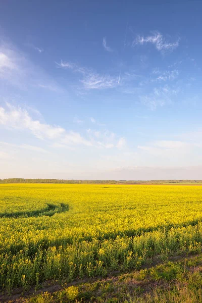Ανθισμένο Κίτρινο Χωράφι Ελαιοκράμβης Στο Ηλιοβασίλεμα Της Λετονίας Ειδυλλιακή Αγροτική — Φωτογραφία Αρχείου