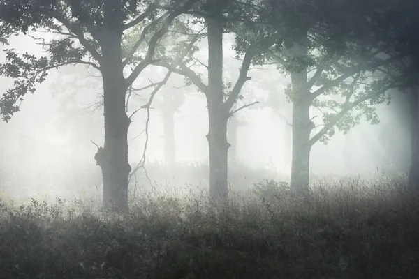 Cenário Pitoresco Floresta Escura Misterioso Nevoeiro Nascer Sol Raios Sol — Fotografia de Stock