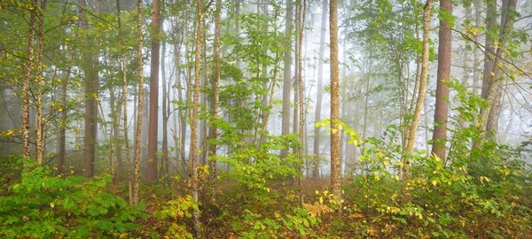 Panoramautsikt Över Skogskullarna Dimma Vid Soluppgången Mjukt Ljus Solstrålar Gröna — Stockfoto