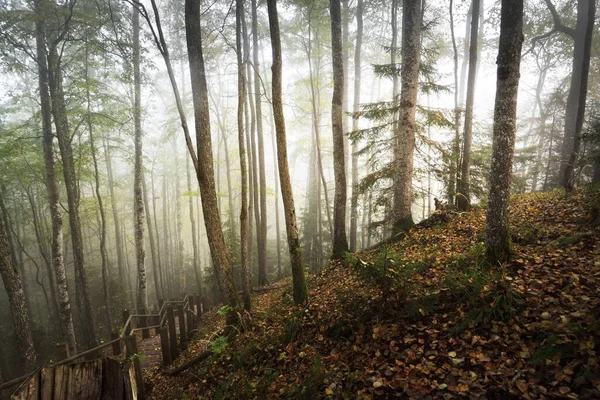 Высокий Угол Обзора Деревянной Лесной Лестницы Тумане Восхода Солнца Мягкий — стоковое фото