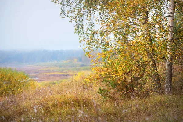 Vista Panorâmica Majestosa Floresta Bétula Dourada Curvas Rio Daugava Outono — Fotografia de Stock