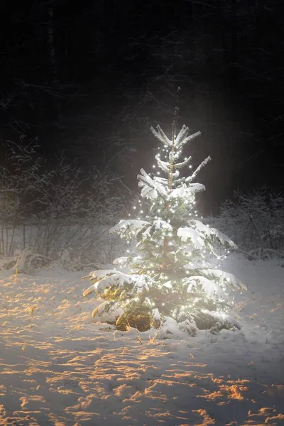 Снігове Ялинове Дерево Освітлене Садом Білих Вогнів Зблизька Темні Сутінки — стокове фото