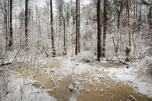 Sněhem Pokrytý Bažinatý Les Sněhové Bouři Stromy Malá Zmrzlá Řeka — Stock fotografie