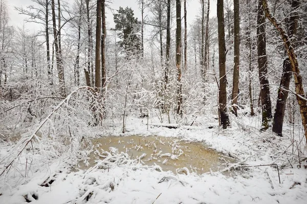 Foresta Paludosa Innevata Dopo Una Bufera Neve Alberi Piccolo Fiume — Foto Stock