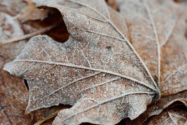 Extreme Close Brown Golden Maple Leaf Covered Crystal Clear Hoarfrost — Stock Photo, Image