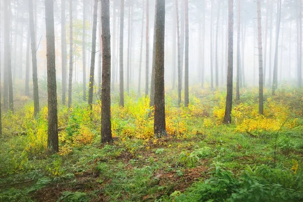 Örökzöld Erdő Atmoszférikus Tájképe Ködben Napkeltekor Ősi Fenyők Fiatal Zöld — Stock Fotó