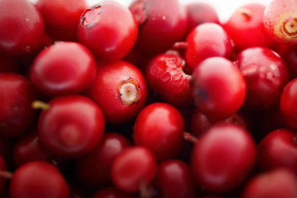 Närbild Röda Skogsbär Lingon Abstrakt Naturligt Mönster Textur Bakgrund Tapeter — Stockfoto