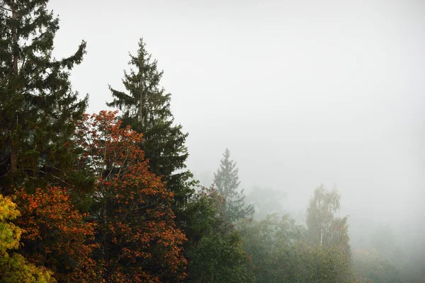 Gauja Rivier Vallei Dennenbos Een Wolken Van Mysterieuze Ochtendmist Bij — Stockfoto