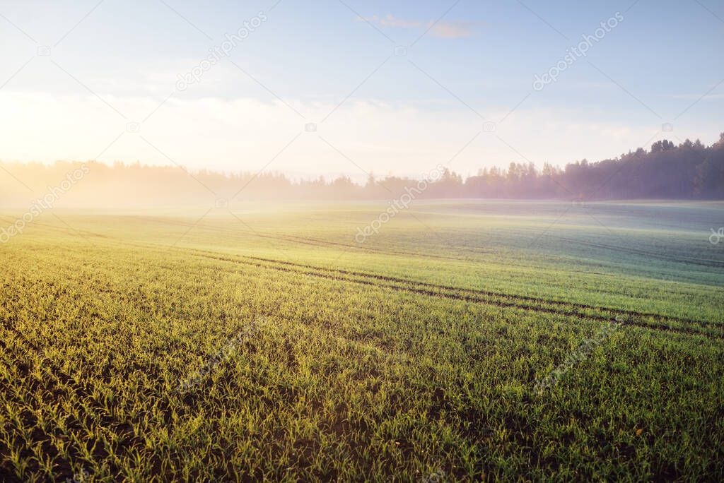 Green plowed agricultural field with tractor tracks and colorful forest at sunrise, close-up. Golden sunlight, fog, haze. Picturesque autumn landscape. Idyllic rural scene. Pure nature, ecology