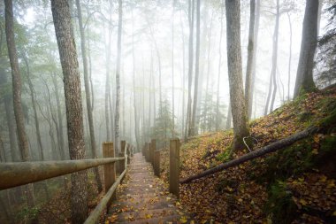 Güneşin doğduğu bir siste tahta orman merdiveninin yüksek açılı görüntüsü. Yumuşak sabah ışığı. Yaşlı ağaçlar, renkli altın yapraklar ve bitkiler. Idyllic sonbahar sahnesi. Gauja Ulusal Parkı, Sigulda, Letonya