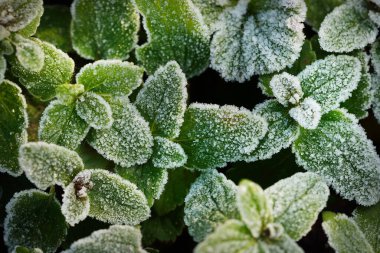 Yeşil yapraklara yakın çekim, kristal berraklığında beyaz don. Doku, arkaplan, duvar kağıdı, grafik kaynaklar. İlk kar, iklim değişikliği, doğa, mevsimler, bahçıvanlık, Noel