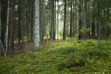 Ebedi yeşil ormanın resimli manzarası. Antik çam ve yaprak döken ağaçlar, yosun, eğrelti otu, bitkiler. Güneş ışığı. Doğal dokular. Karanlık atmosferik manzara. Saf doğa, çevre, ekoloji, eko turizm