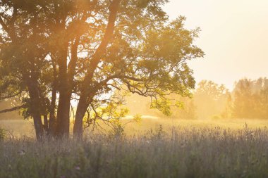 Gün batımında yalnız ve kudretli bir ağaçla çiçek açan tarlanın resimli panoramik manzarası. Arka planda orman var. Açık gökyüzü, sıcak güneş ışığı, güneş ışınları. Sonbaharın başında. Mevsimler, doğa, ekoloji