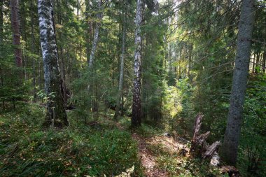 Sonsuz yeşil ormanın içinden geçen yol. Antik çam ve yaprak döken ağaçlar, yosun, eğrelti otu, bitkiler. Ilık güneş ışığı. Doğal dokular. Karanlık atmosferik manzara. Saf doğa, çevre, ekoloji, eko turizm