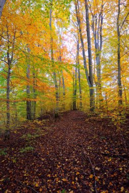 Kayın ağacı ormanındaki tepelerin panoramik manzarası. Güçlü ağaç gövdeleri, sarı, kırmızı, turuncu yapraklar. Idyllic sonbahar manzarası. Sonbahar mevsimi, ekoloji, doğa, çevre, eko-turizm, eğlence. Almanya