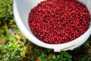 Kırmızı orman meyvelerinin (yaban mersini) bir kovada yakın çekimi. Soyut doğal desen, doku, arka plan, duvar kağıdı. Orman, çevre turizmi, bahçe işleri, tarım endüstrisi kavramları. Sağlıklı, vejetaryen, diyet yemekleri