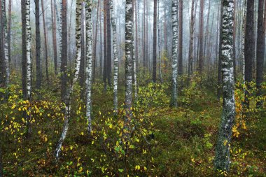 Güneş doğarken sisli, yemyeşil ormanın karanlık atmosferik manzarası. Çam, köknar, huş ağacı, yeşil ve altın bitkiler yakın plan. Ekoloji, sonbahar, eko-turizm, çevre koruma. Avrupa