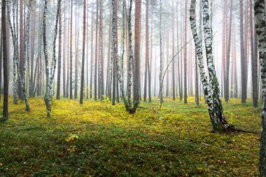 Güneş doğarken sisli, yemyeşil ormanın karanlık atmosferik manzarası. Çam, çam, akçaağaç, huş ağacı ve renkli bitkiler. Ekoloji, sonbahar, eko-turizm, Avrupa 'da çevre koruma