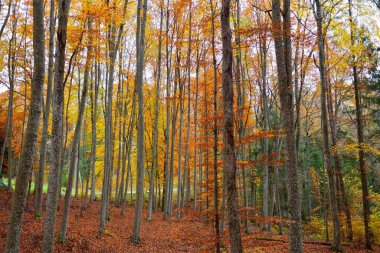 Kayın ağacı ormanındaki tepelerin panoramik manzarası. Güçlü ağaç gövdeleri, sarı, kırmızı, turuncu yapraklar. Idyllic sonbahar manzarası. Sonbahar mevsimi, ekoloji, doğa, çevre, eko-turizm, eğlence. Almanya