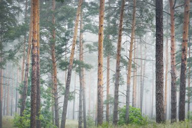 Antik çam ağaçları gün doğumunda gizemli bir beyaz sabah sisinde. Idyllic sonbahar manzarası. Bataklık yemyeşil kuzey ormanı. Ekoloji, eko turizm, Avrupa 'da çevre koruma