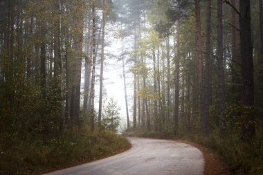 Güneşin doğuşunda sisli bir havada ebediyete kadar uzanan kırsal yol (patika). Antik çam ağaçları, yeşil ve altın bitkiler, yakın plan. Ekoloji, sonbahar, eko-turizm, çevre koruma, doğa
