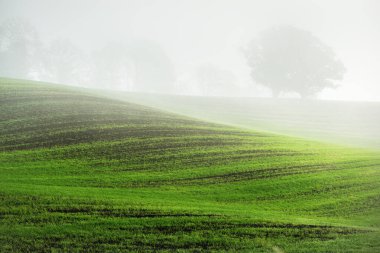 Güneş doğarken traktör izleri olan tarla tarlalarında yeşil ve altın yapraklı kudretli meşe ağacı. Sabah sisi. Resimli sonbahar manzarası. Doğa, ağaçlar, çiftlik, kereste endüstrisi. Almanya