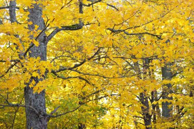 Renkli yeşil, sarı, turuncu yapraklı kudretli akçaağaç ağacına yakın çekim. Bokeh 'te altın yapraklı orman bulanıklaştı. Sonbahar renkleri, sonbahar mevsimi, mevsimler. Soyut doğal desen, doku, arkaplan
