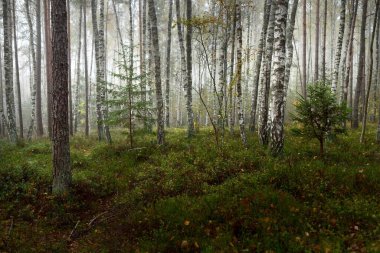 Güneş doğarken sisli, yemyeşil ormanın karanlık atmosferik manzarası. Çam, köknar, huş ağacı, yeşil ve altın bitkiler yakın plan. Ekoloji, sonbahar, eko-turizm, çevre koruma. Avrupa