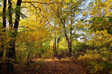 Ormandaki patika (kırsal yol, sokak). Renkli yeşil, sarı, turuncu, altın yapraklı yaprak döken ağaçlar. Dalların arasından güneş ışınları. Doğal tünel. Sonbahar, mevsimler, çevre