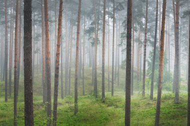 Antik çam ağaçları gün doğumunda gizemli bir beyaz sabah sisinde. Idyllic sonbahar manzarası. Bataklık yemyeşil kuzey ormanı. Ekoloji, eko turizm, Avrupa 'da çevre koruma