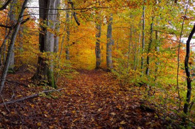 Kayın ağacı ormanındaki tepelerin panoramik manzarası. Güçlü ağaç gövdeleri, sarı, kırmızı, turuncu yapraklar. Idyllic sonbahar manzarası. Sonbahar mevsimi, ekoloji, doğa, çevre, eko-turizm, eğlence. Almanya