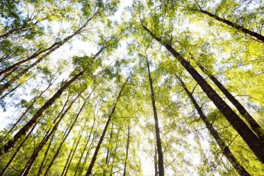 Açık bir günde yeşil huş ağacının alçak açılı görüntüsü. Halk parkı. Ağaç gövdeleri yakın plan. Mavi gökyüzü, güneş ışığı, gün ışığı, güneş ışığı. Ekoloji, peyzaj tasarımı, peyzaj, dokular, arka plan