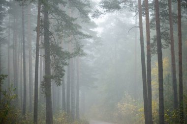 Güneş doğarken sisli, yemyeşil ormanın karanlık atmosferik manzarası. Çam, köknar, huş ağacı, yeşil ve altın bitkiler yakın plan. Ekoloji, sonbahar, eko-turizm, çevre koruma. Avrupa
