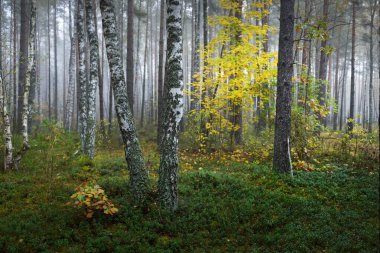 Güneş doğarken sisli, yemyeşil ormanın karanlık atmosferik manzarası. Antik çam ağaçları, altın akçaağaç ve huş ağacı. Ekoloji, sonbahar, eko-turizm, Avrupa 'da çevre koruma