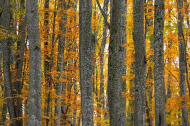 Altın kayın ağacı ormanının pitoresk manzarası. Güçlü ağaç gövdeleri, renkli sarı, kırmızı, turuncu yapraklar. Idyllic sonbahar manzarası. Mevsimler, sonbahar mevsimi, ekoloji, saf doğa, eko-turizm. Almanya
