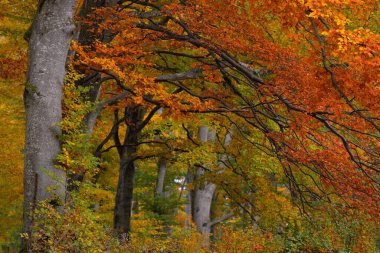 Kayın ormanının yakın görüntüsü. Güçlü ağaç gövdeleri, sarı, kırmızı, turuncu yapraklar. Idyllic sonbahar manzarası. Ekoloji, doğa, çevre. Almanya. Desen, doku, arkaplan, duvar kağıdı, konsept sanat