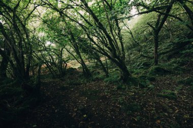 İskoç yağmur ormanlarının nefes kesici manzarası. Antik ağaçlar, yosun ve eğreltiotu yakın plan. Crinan Kanalı, Argyll ve Bute, İskoçya, İngiltere. Karanlık atmosferik manzara