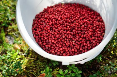 Kırmızı orman meyvelerinin (yaban mersini) bir kovada yakın çekimi. Soyut doğal desen, doku, arka plan, duvar kağıdı. Orman, çevre turizmi, bahçe işleri, tarım endüstrisi kavramları. Sağlıklı, vejetaryen, diyet yemekleri