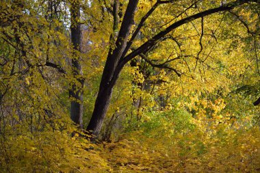 Parktaki patikadan manzaraya bak. Renkli sarı ve turuncu yapraklardan oluşan orman tabanı, muazzam altın yapraklı ağaçlar. Birch, akçaağaç, meşe. Ekoloji, eko-turizm, Avrupa 'da çevre koruma