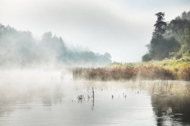 Kalın beyaz bir sis içinde orman nehrinin resimli tek renkli manzarası. Sudaki yansımalar. Karanlık atmosferik manzara. Sonbahar sezonu. Letonya, Avrupa 'da doğa, ekoloji ve çevre koruma